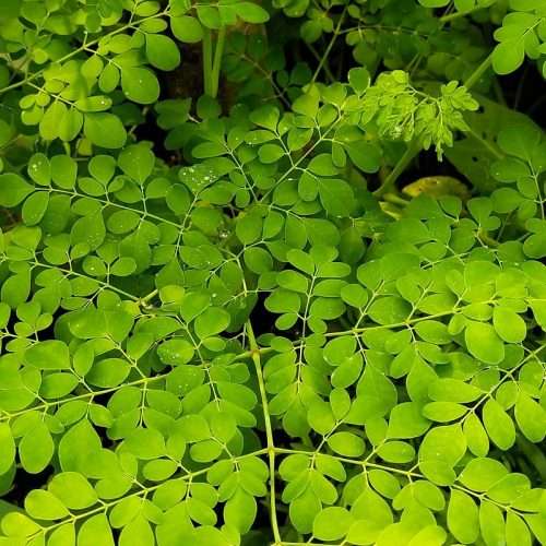 Moringa
