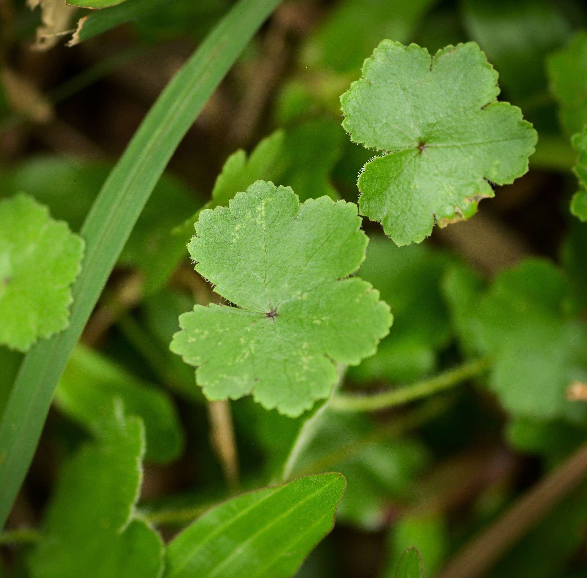 Centella Asiatica