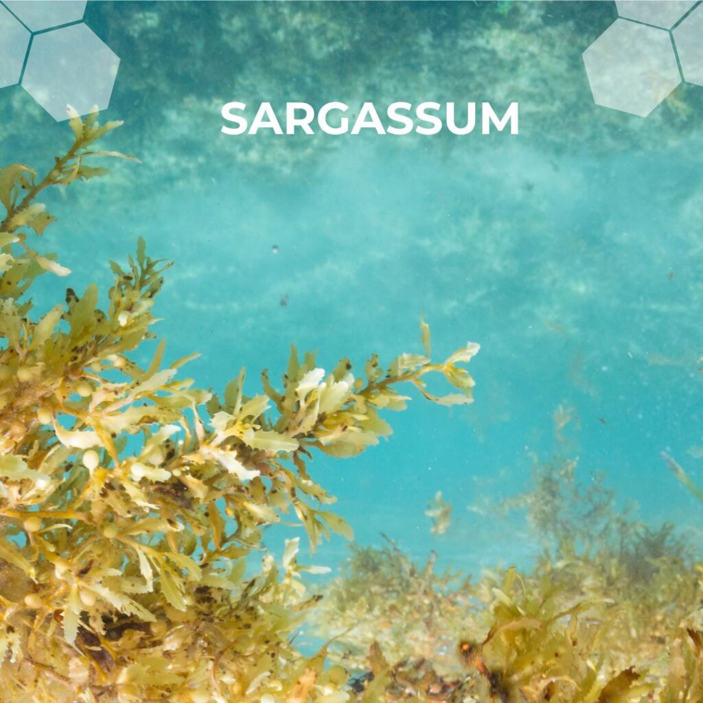 Sargassum